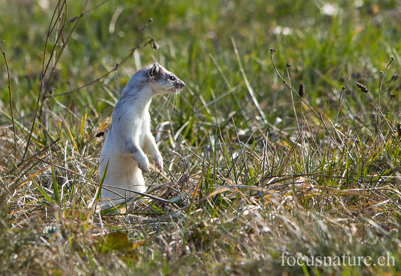 Hermine 5663.jpg - Hermine, Mustela erminea, en pelage d'hiver, premiers poils bruns, début de mue (Genève, Suisse, mars 2013)